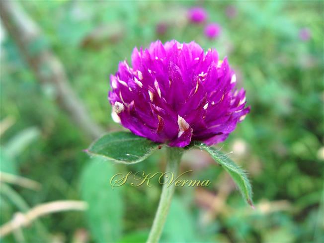  Inflorescence